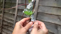 Odpuzuje alobal zahradní škůdce? Zahradník má jasno